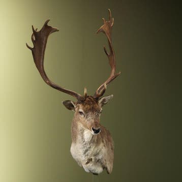 Damhert Taxidermie Opgezette Dieren By Max, Ophalen of Verzenden, Opgezet dier