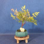 Heilige-Bamboe-Bonsai (Nandina domestica) - Hoogte (boom):