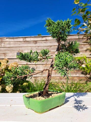 Juniperus chinensis kishu bonsai - Hoogte (boom): 29 cm -