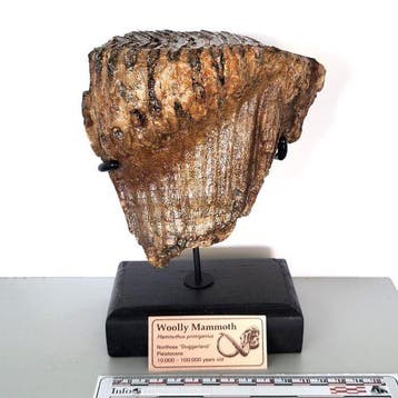 Mammouth laineux fossile sur socle fait à la main - Molaire