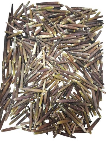 Zeeegel Pennen 1 kilo, Nieuw