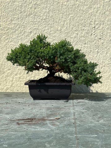 Jeneverbes bonsai (Juniperus) - Hoogte (boom): 18 cm -