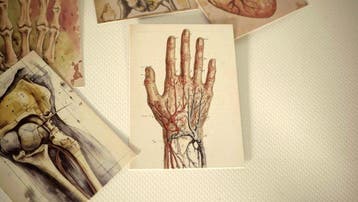 Anatomie - Ansichtkaart (60) - 2000-2000