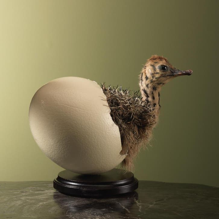 Struisvogel Kuiken in Ei Taxidermie Opgezette Dieren By Max, Collections, Collections Animaux, Enlèvement ou Envoi