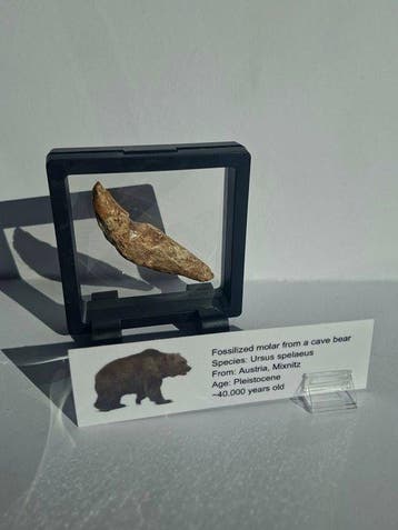 Ours des cavernes - Dent fossile - Ursus spelaeus (Sans prix