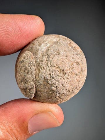 zeeschildpadei - Gefossiliseerd ei - Panchelonioidea sp. -