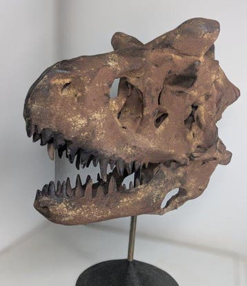 Fossiele schedel - Carnotaurus - Museum Grade Replica - 35
