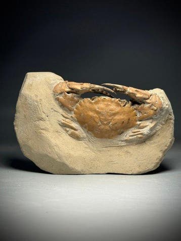 Complete Spiny Crab, 5 miljoen jaar oud - Aan beide zijden