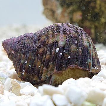 Turbo Brunneus - Turboslak, Dieren en Toebehoren, Vissen | Aquariumvissen