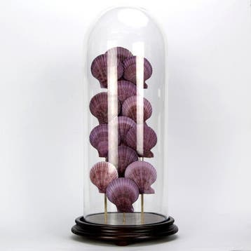 Violet Pecten schelpen - 52,5 x 24,5 x 24,5 cm Zeeschelp -