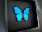 Papillon Support de corps entier pour taxidermie - Morpho, Antiquités & Art