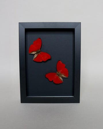 Vlinder Taxidermie volledige montage - Cymothoe sangaris -, Antiek en Kunst