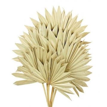 Sun spear palmspear groot blad naturel 45–55 cm ca. 30 breed