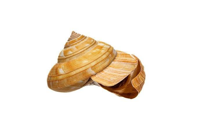 Bayerotrochus teramachii - Ultra zeldzame, Verzamelen, Dierenverzamelingen