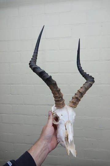 Large African Impala Schedel - Aepyceros melampus - 40 cm -, Verzamelen, Dierenverzamelingen, Nieuw