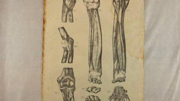 Jules Cloquet - Anatomie de l’Homme