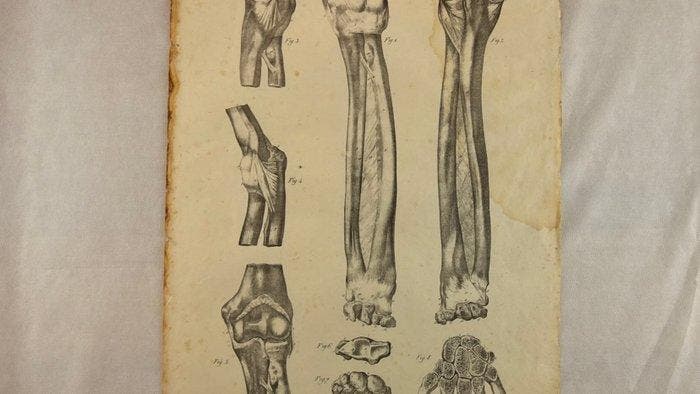 Jules Cloquet - Anatomie de l’Homme, Antiquités & Art, Antiquités | Autres Antiquités