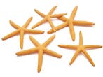 Zeester Starfish Zalm 10-15 cm 10 stuks, Nieuw