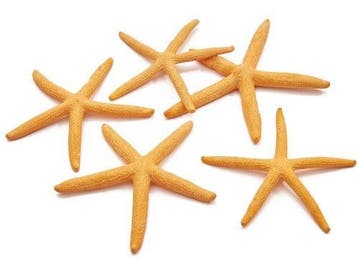 Zeester Starfish Zalm 10-15 cm 10 stuks, Nieuw
