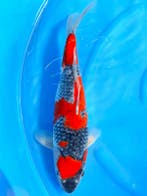 HQ Goshiki van Ozumi Ikarashi 37cm (Japanse Koi), Ophalen of Verzenden, Nieuw