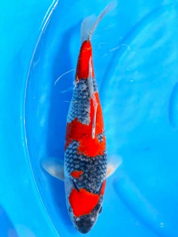 HQ Goshiki van Ozumi Ikarashi 37cm (Japanse Koi), Ophalen of Verzenden, Nieuw