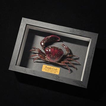 Krab Taxidermie wandmontage - Somanniathelphusa sp. - 3 cm -, Antiek en Kunst
