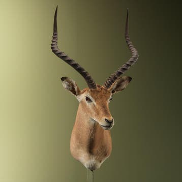 Impala Vintage Taxidermie Opgezette Dieren By Max, Ophalen of Verzenden, Opgezet dier