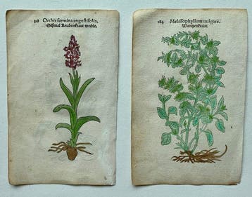 Leonhart Fuchs - Primi de stirpium historia commentariorum