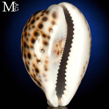 Grote Tijgerschelp van verzamelaarkwaliteit Cypraea Tigris -
