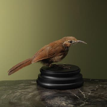 Grote Kruiplijster Taxidermie Opgezette Dieren By Max, Ophalen of Verzenden, Nieuw, Vogel, Opgezet dier