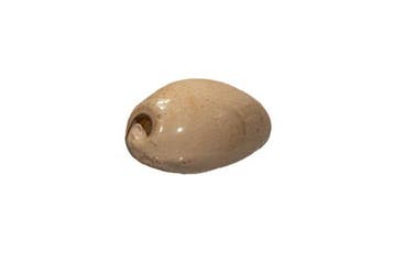 Siphocypraea problematica (61mm) - Caloosahatchee Pliocene, Nieuw