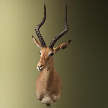 Impala Taxidermie Opgezette Dieren By Max, Ophalen of Verzenden, Opgezet dier