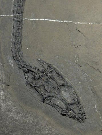 Zeereptiel - Fossiel skelet - Keichousaurus - 24.5 cm - 19