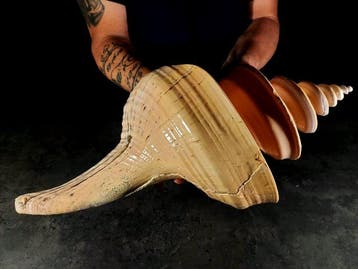 Énorme trombe marine Support de corps entier pour taxidermie, Nieuw