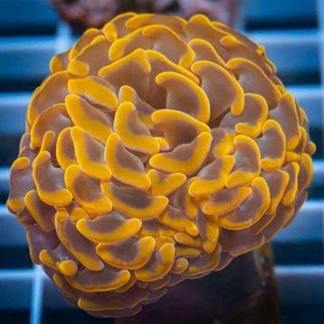 Euphyllia Paraancora Ultra Neon Oranje (3 koppen)