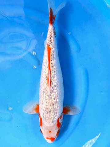HQ Asagi van Ikarashi 42cm *VERKOCHT* (Japanse Koi), Ophalen of Verzenden, Nieuw