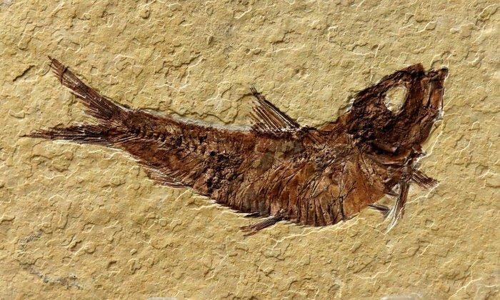 Poisson fossile remarquable - - Animal fossilisé - Knightia, Collections, Minéraux & Fossiles