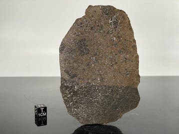 XXL NWA 15681 2 lithologies. 2 corps différents, H6 - 61 g