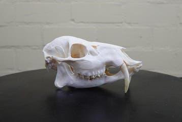 Cerf deau chinois Crâne - Hydropotes inermis - 7.5 cm - 7.5