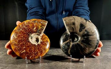 berispten - Gefossiliseerd dier - cleoniceras + cleoniceras