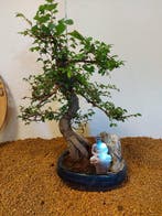 Japanese iep bonsai (Zelkova) - Hoogte (boom): 37 cm -
