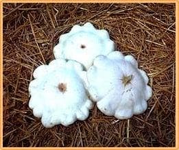 Custard White pompoen basiseenheid, Nieuw