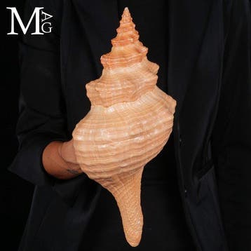 Zeldzame zeeschelp uit Mexico - Florida paardenconch -