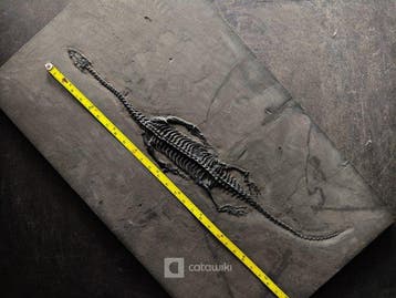 Un squelette fossile de Keichousaurus de taille gigantesque,