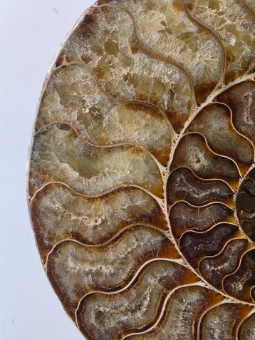 Ammoniet - Gefossiliseerd dier - Aioloceras (Cleoniceras)