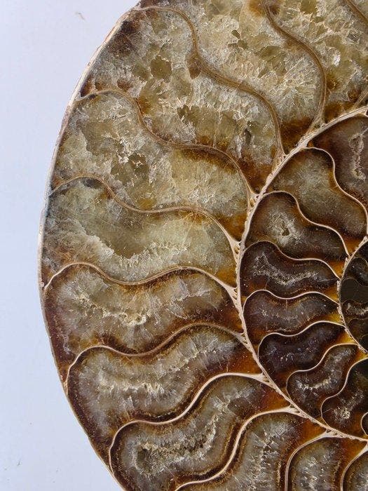 Ammoniet - Gefossiliseerd dier - Aioloceras (Cleoniceras), Collections, Minéraux & Fossiles
