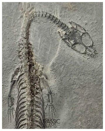 Keichousaurus hui, reptile marin du début du Trias, très