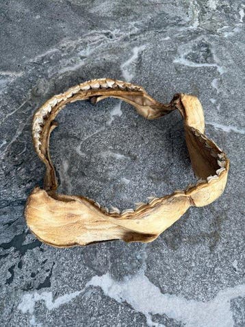 Haai Kaak - Galeocerdo cuvier - 31 cm - 32.5 cm - 12 cm