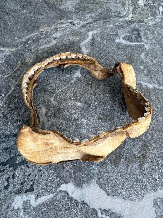 Haai Kaak - Galeocerdo cuvier - 31 cm - 32.5 cm - 12 cm, Antiek en Kunst, Curiosa en Brocante