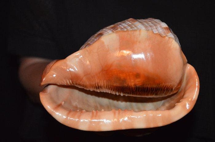 Zeeslak Zeeschelp - S-378 CASSIS RUFA (Zonder minimumprijs), Collections, Collections Animaux